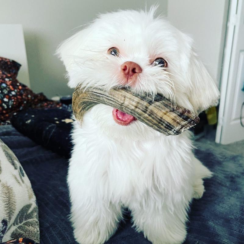 Adorable Shih Tzu Puppies(larry246w@gmail.com) Image eClassifieds4u