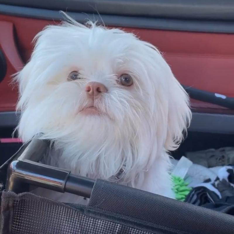 Adorable Shih Tzu Puppies(larry246w@gmail.com) Image eClassifieds4u