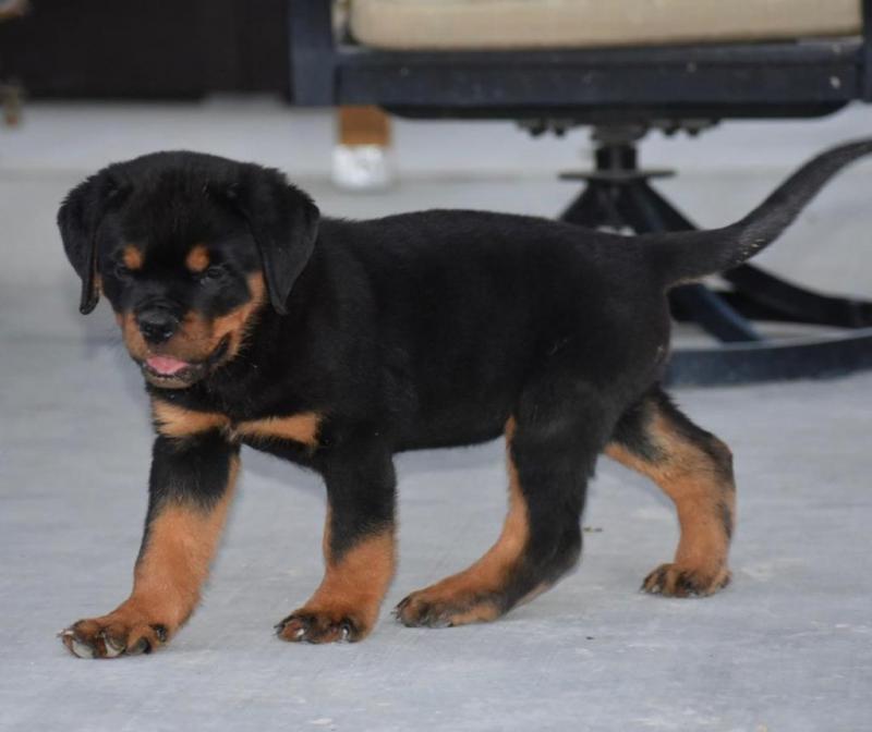 Cute Lovely Rottweiler Puppies male and female for adoption Image eClassifieds4u