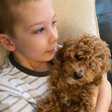 Beautiful Cavapoo Puppies For Adoption(liviae542@gmail.com) Image eClassifieds4U