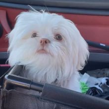 Adorable Shih Tzu Puppies(larry246w@gmail.com) Image eClassifieds4u 2