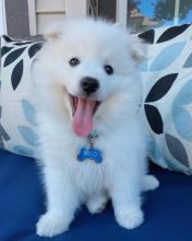 Amazing American Eskimo For You(kozunsofia@gmail.com) Image eClassifieds4U