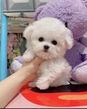 Gorgeous Poodle puppies Ready for loving homes(colsen468@gmail.com) Image eClassifieds4U