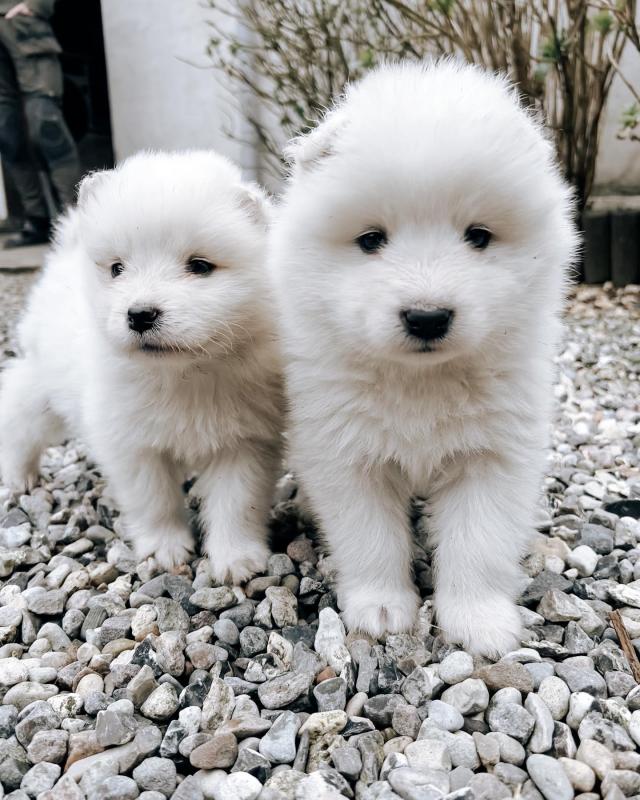 🟥🍁🟥 ADORABLE CANADIAN 💗🍀SAMOYED 🐕🐕PUPPIES 🟥🍁🟥 Image eClassifieds4u