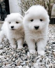 🟥🍁🟥 ADORABLE CANADIAN 💗🍀SAMOYED 🐕🐕PUPPIES 🟥🍁🟥