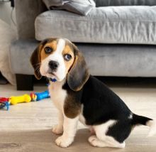 Beagle puppies for adoption (Chatham Kent)