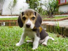 Beagle puppies for adoption (Chatham Kent) Image eClassifieds4u 2