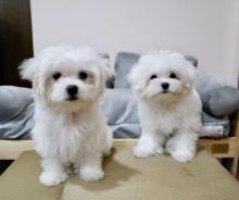 Absolutely adorable small loving and smart Maltese puppies available for re homing