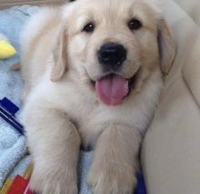 Beautiful golden retriever puppies for adoption