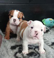 Beautiful red and white English bulldog puppies