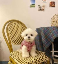 Cute Lovely Maltese Puppies male and female for adoption