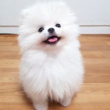 Cute Male and Female Pomeranian Puppies Up for Adoption...