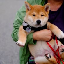 GORGEOUS CKC SHIBA INU PUPPIES FOR ADOPTION