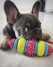 lovely french bulldog for adoption