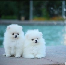 Pomeranian puppies