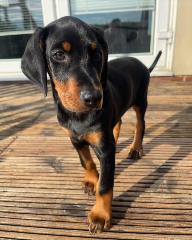 C.K.C MALE AND FEMALE Doberman Pinscher PUPPIES AVAILABLE Image eClassifieds4u