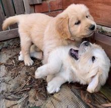 Outstanding Golden Retriever Image eClassifieds4u 1