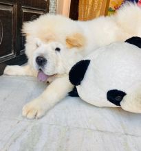 Chow Chow puppies for rehoming Image eClassifieds4u 3