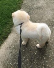 Chow Chow puppies for rehoming Image eClassifieds4u 2