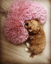 Cute Male and Female Cavapoo Puppies Up for Adoption... Image eClassifieds4u 1