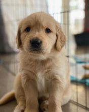 Cute Male and Female Golden Retriever Puppies Up for Adoption... Image eClassifieds4u 2