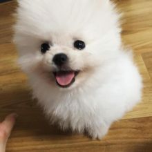 Cute Male and Female Pomeranian Puppies Up for Adoption...leosophia963@gmail.com Image eClassifieds4u 3