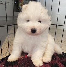 Cute Male and Female Samoyed Puppies Up for Adoption.. Image eClassifieds4u 2