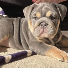 Smart English bulldog puppies for adoption to a lovely home Image eClassifieds4U