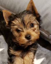 smart teacup yorkie puppies for adoption. Image eClassifieds4U