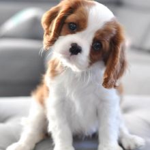 Cavalier King Charles Spaniel puppies