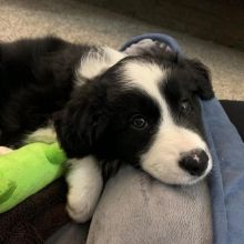 Super Border Collie puppies male and female ready for new homes