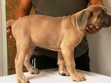 beautiful boy and girl cane corso puppies