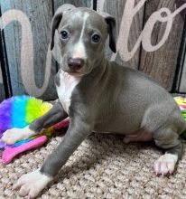 family raised Italian Greyhound puppies