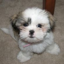 Adorable Male And Female Shih Tzu Puppies