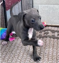 CKC Registered italian grey hound puppies