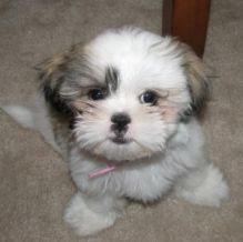 Gorgeous shih tzu puppies for adoption