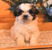 pretty looking Shih Tzu puppies