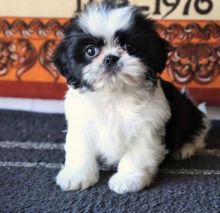 sweet Personality Shih Tzu puppies