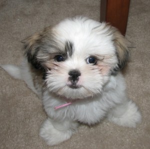 Purebred Shih Tzu Puppies Image eClassifieds4u