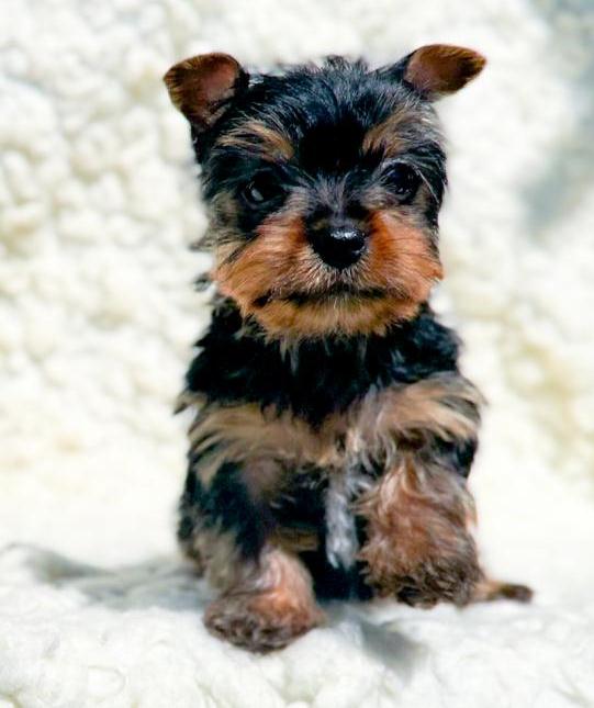 super adorable CKC Yorkshire Terrier Male and female Puppies. Image eClassifieds4u