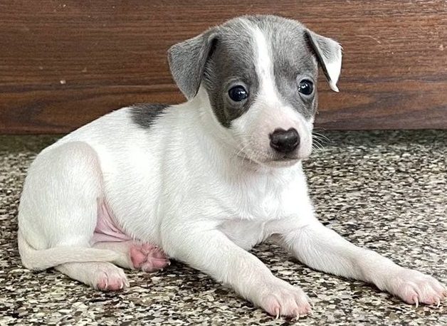 super sweet Italian Greyhound puppies available Image eClassifieds4u
