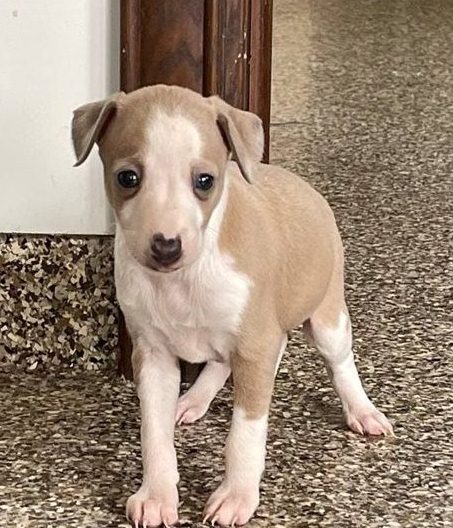 very well socialized Italian Greyhound puppies Image eClassifieds4u