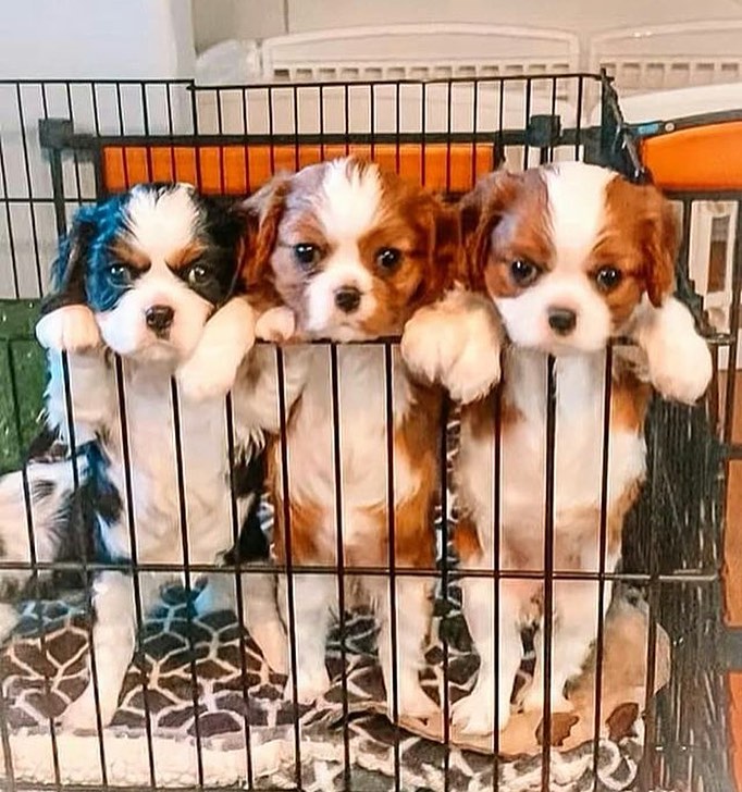 🟥🍁🟥 CHRISTMAS 💖💕 CAVALIER KING CHARLES 🐶PUPPIES 650$🐕🐕 Image eClassifieds4u