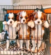 🟥🍁🟥 CANADIAN 🐶 CAVALIER KING CHARLES 🐶PUPPIES 650$🐕🐕