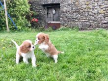 🟥🍁🟥 CHRISTMAS 💖💕 CAVALIER KING CHARLES 🐶PUPPIES 650$🐕🐕