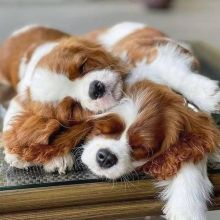🟥🍁🟥 CHRISTMAS 💖💕 CAVALIER KING CHARLES 🐶PUPPIES 650$🐕🐕