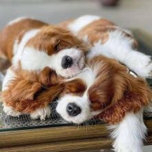 🟥🍁🟥 CANADIAN 🐶 CAVALIER KING CHARLES 🐶PUPPIES 650$🐕🐕