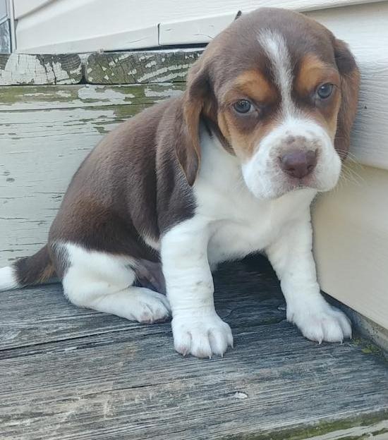delightful Beagle puppies Image eClassifieds4u