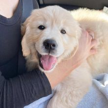 Golden Retriever Puppies