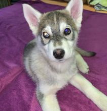 Siberian Husky puppies up for adoption